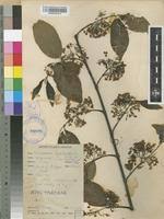 Image result for Holarrhena floribunda