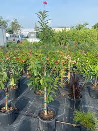 Image result for Jatropha seineri