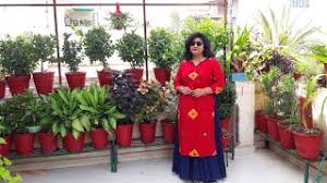 Succulents garden garden plants planting flowers green garden vegetable garden inside plants all plants best plants for home best indoor plants. Common House Plants With Names Must Have Plants In Your Garden Youtube