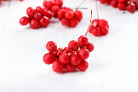 Check spelling or type a new query. Schisandra Chinensis Or Five Flavor Berry Stock Photo Image Of Grow East 134692092