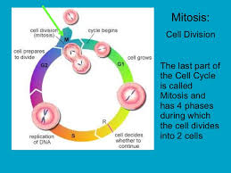 The video (file) shared on this page is submitted by a user. 3 Stages Of Cell Cycle