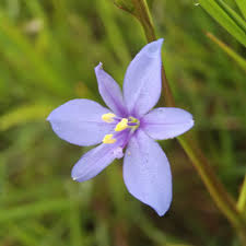 Image result for Aristea ecklonii