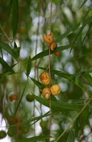 Image result for Boscia salicifolia