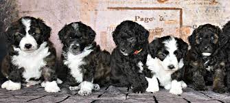 Legendary for their docile newfiedoodles (newfypoos) are consistently ranked as one of the most loved of the poodle/doodle. Rocky Mountain Newfypoos Home