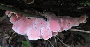 Image result for Merulius incarnatus