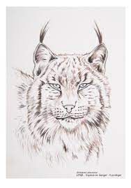 Trouvez des images de lynx. Coloriage De Lynx