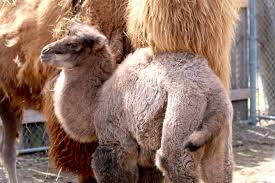 Good luck all, race well. Meet Tula The New Baby Camel At The Detroit Zoo Royal Oak Mi Patch