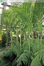 Image result for Chamaedorea radicalis