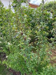 Image result for site:byggahus.se LJUNGBY