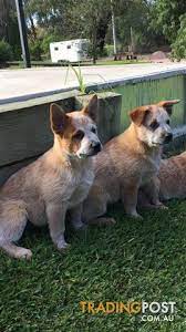 Red australian cattle dog puppies for sale. Australian Cattle Dog Puppies
