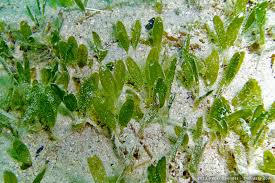 Image result for Hydrocharitaceae