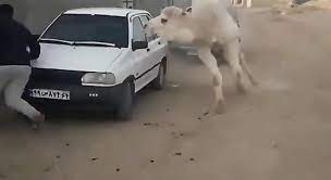 Camel was really trying to mess him up. Hilarious Incident Of Camel Chasing Man