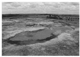 Image result for Lindernia conferta