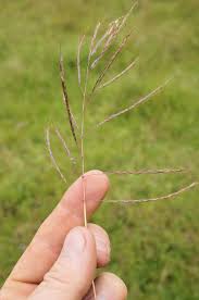 Image result for Bothriochloa bladhii