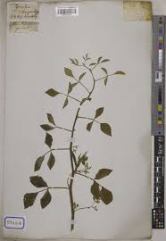 Image result for Cyamopsis serrata