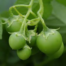 Image result for Solanum schumannianum