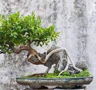 Ficus Bonsai Tree - A-Z Animals