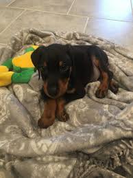 Find doberman in dogs & puppies for rehoming | find dogs and puppies locally for sale or adoption in ontario : Doberman Pinscher Puppies For Sale Conroe Tx 352999
