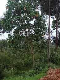 Image result for Croton macrostachyus