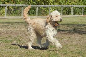 The third generation goldendoodle (f3) is produced by crossing the f1b or f2 with another f1b or f2 goldendoodle. Goldendoodle Hypoallergenic Designer Dogs F1 F1b Puppies Info Faqs