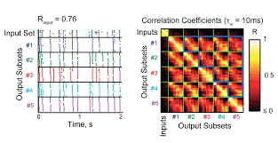 Dentate Gyrus — Ewell-Lab
