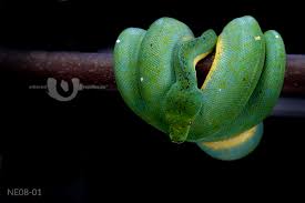 Image result for Danthoniopsis viridis