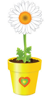 I have already written an article about fast growing. Dyed Flowers Science Fun