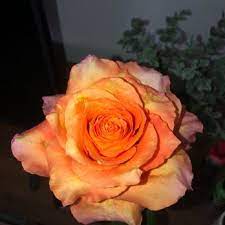 Maybe you would like to learn more about one of these? B A Florist 49 Photos 20 Reviews Nurseries Gardening 1424 E Grand River Ave East Lansing Mi Phone Number Yelp