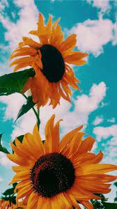 27 Stunning Farmhouse Wall Decor Ideas You Should Copy Now Sunflower Wallpaper Sunflower Iphone Wallpaper Cute Wallpaper Backgrounds