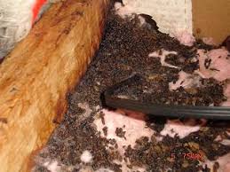 Image result for squirrel poop