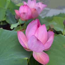 Image result for Lotus becquetii