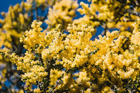 Native Australian Wattle Tree In Bloom With The Typical Round Stock Photo Picture And Royalty Free Image Image 130360061