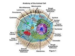 Animal Cell Structure And Function Copy Animal cells are the basic unit of life in organisms of the kingdom animalia. animal cell structure and function copy