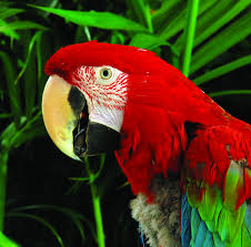 Top 10 Facts About The Amazon Rainforest Amazon Rainforest Animals Rainforest Animals Amazon Rainforest
