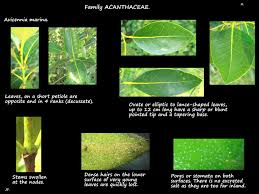 Image result for Avicennia marina