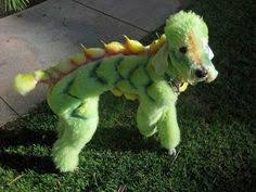 Image result for poodles transformed