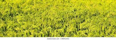 Image result for Sorghum × drummondii