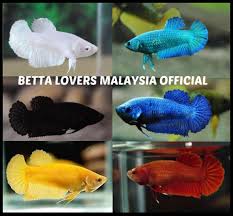 Menu telur ikan sturgeon paling … blog hilman muchsin: Sejarah Ikan Laga Plakat Yang Johor Betta Lovers Ii Facebook