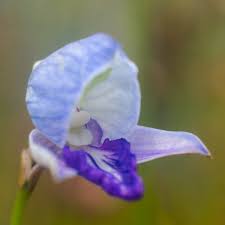 Image result for Disa erubescens