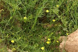 Image result for Xenostegia tridentata