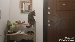 Kedi Tasmasi Nasil Takilir Yaramaz Tatli Dostlarimiz Kediler Kolay Tasma Takimi Youtube