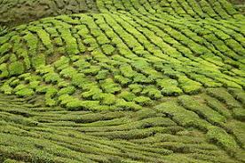 Here, visitors will find rows of shops that sell souvenirs, eateries and local agricultural products. Tanah Rata Reisefuhrer Auf Wikivoyage
