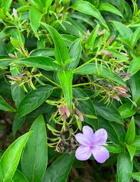 Image result for Barleria tanzaniana