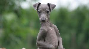 We have been raising top show dogs since 1996. Italian Greyhound Price Temperament Life Span
