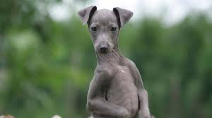 Maybe you would like to learn more about one of these? Italian Greyhound Price Temperament Life Span