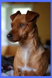 Dilute bleach is effective against parvovirus, along with disinfectants that contain chlorine, peroxygen, formaldehyde, glutaraldehyde, potassium peroxymonosulfate, or accelerated hydrogen peroxide. Cxcf04u1iwolem