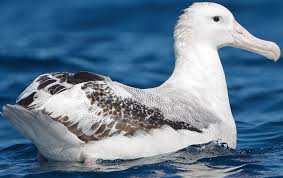 We did not find results for: Wandering Albatross Zoo Tycoon Movie Wikia Fandom