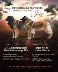 With thousands of leonberger puppies for sale and hundreds of leonberger dog breeders, you're sure to find the perfect leonberger puppy. Dreambig Leonbergers Home Facebook