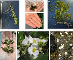 Image result for Hydrostachys polymorpha