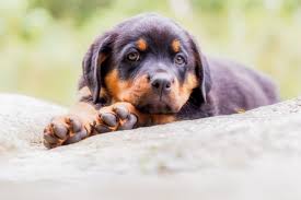 25 Best Guard Dogs — Good Guard Dog Breeds - Parade Pets